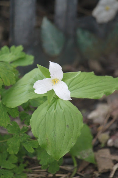 Spotting Image 1