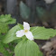 White Trillium