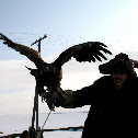 Golden Eagle