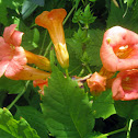 Trumpet creeper