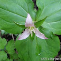 Toad Lily