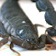 Black Thick-tailed Scorpion / Southern African Spitting Scorpion