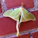 Lunar Moth
