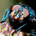 Mosca varejeira