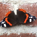 Red Admiral