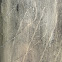bear scratches on tree trunk