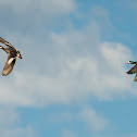 Chiloe Wigeon