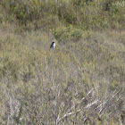 California Gnatcatcher