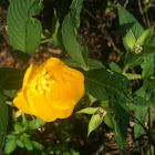 Evening Primrose