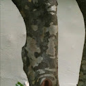 Kousa dogwood
