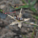 Curve-lined Cydosia Moth