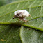 Lacewing nymph