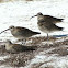 Whimbrel