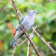 Sayaca Tanager