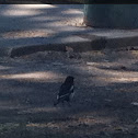 Yellow-billed magpie