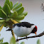 Yellow-billed Cardinal