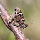 Red Admiral