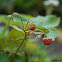 Woodland strawberry