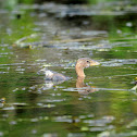 Pied Billed Grebe