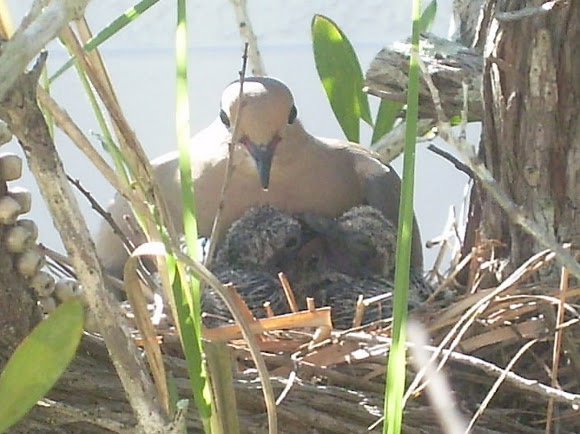 Spotting Image 1