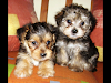 Yorkshire  Terrier Yorkis