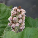 Common Butterbur
