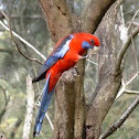 Crimson Rosella