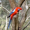 Crimson Rosella