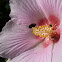 Hibiscus sp