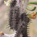 Painted lady caterpillar