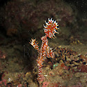 Ornate Ghost Pipefish