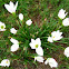Rain Lily