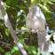 Yellow Billed Babbler