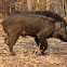 Wild boar