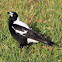 Australian Magpie