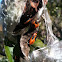 Milkweed bug