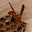 Paper Wasp