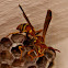 Paper Wasp