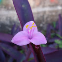 Coração roxo