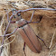 longhorned beetle
