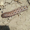 Yellow-striped Army Worm