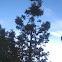 kauri