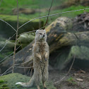 Mongoose