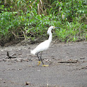 Snowy Egret, Amerikaanse kleine zilverreiger
