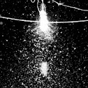 Night time Bugs