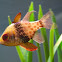 Pajama cardinalfish