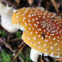 Fly Agaric