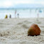 Coconut