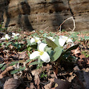 Trillium