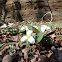 Trillium